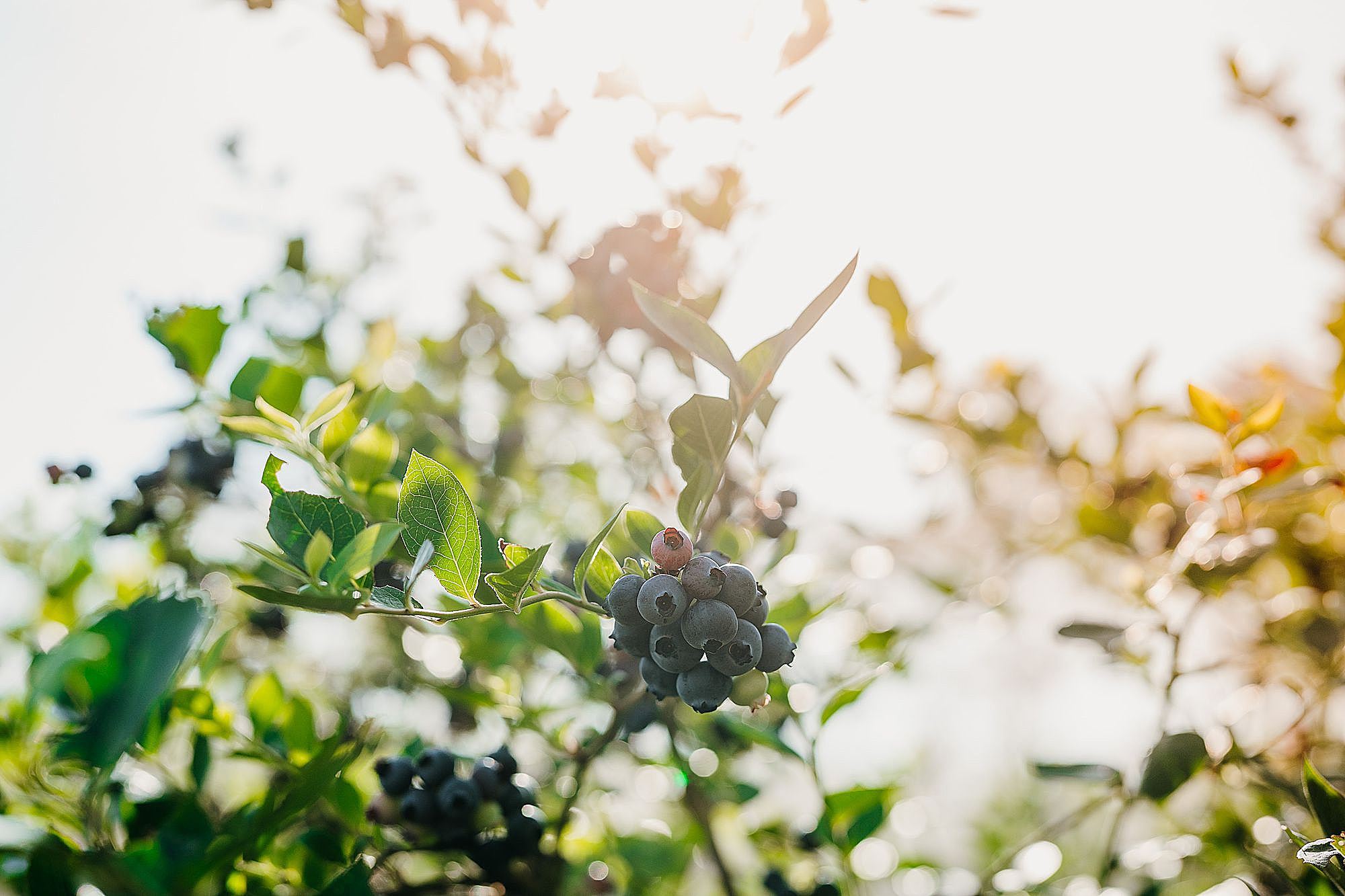 Blueberry farm Kerikeri