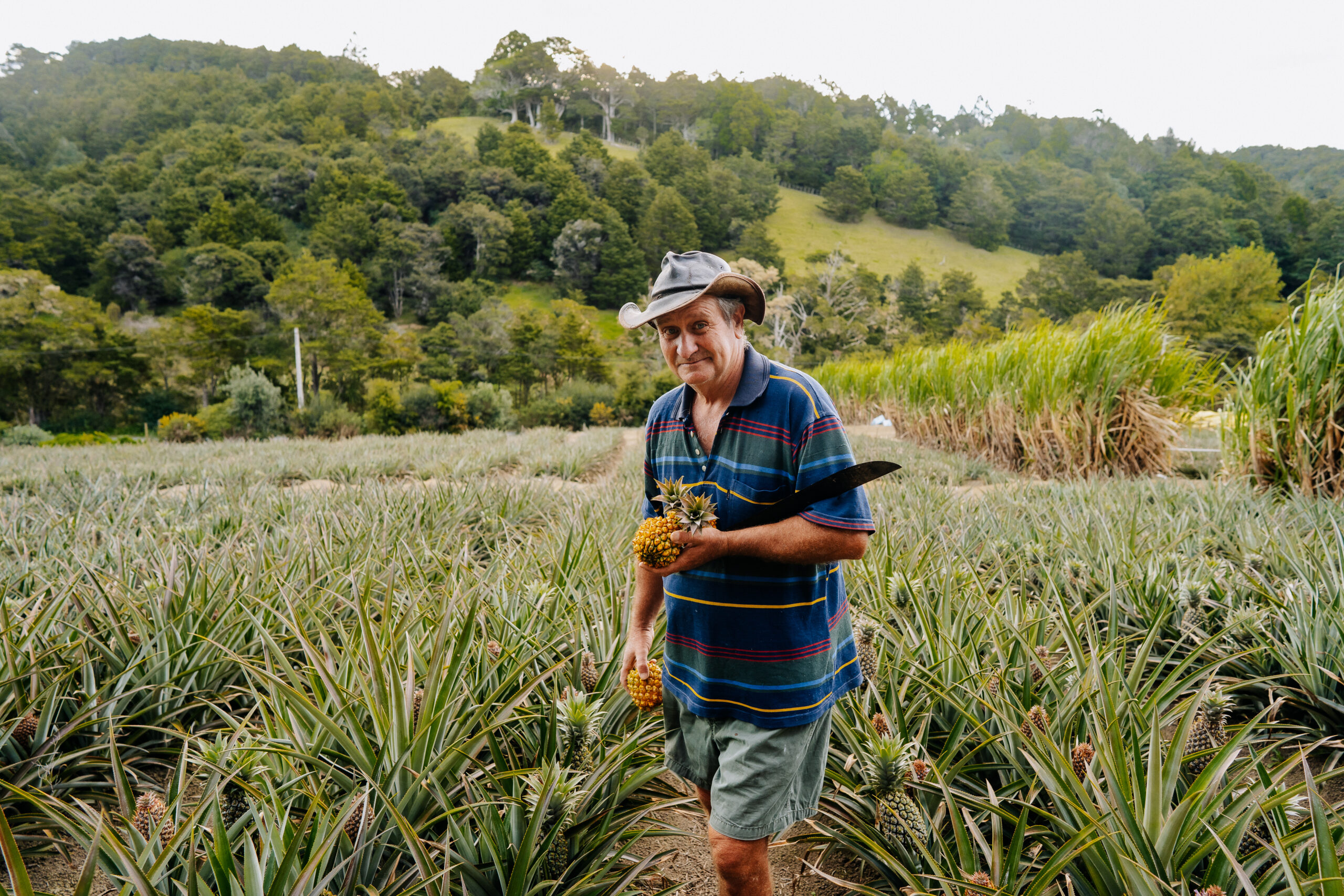 NZ Life Magazine Editorial | Geneva Pineapple Estate
