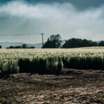 Northland Forestry Nursery | PGG Wrightson