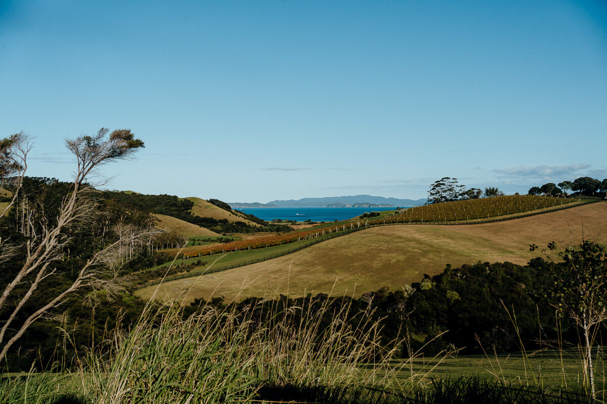 Event Photographer Kerikeri